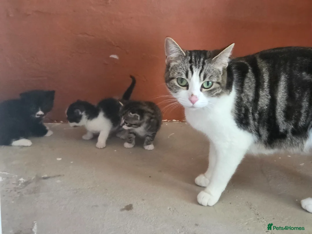 Mixed Breed cats for sale: Kittens - Advert 1