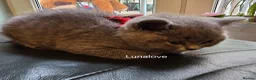 British Shorthair cats for sale: British shorthair kittens  - Advert 12