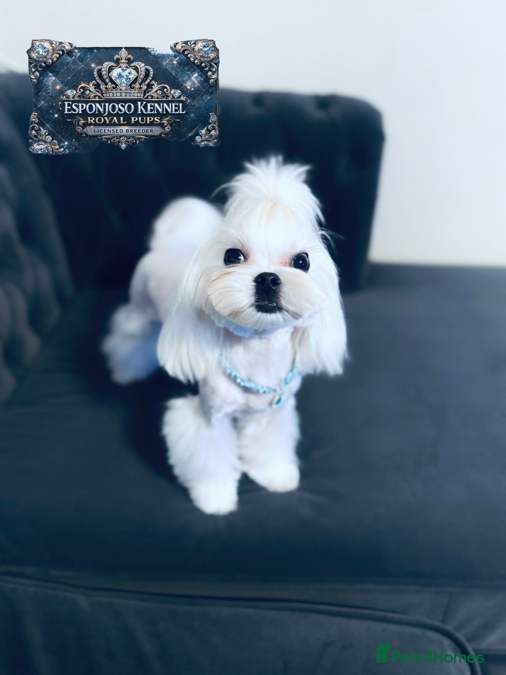 Maltese dogs 👑Exquisite KC Korean Maltese Stud DNA Clear👑 - Advert 1