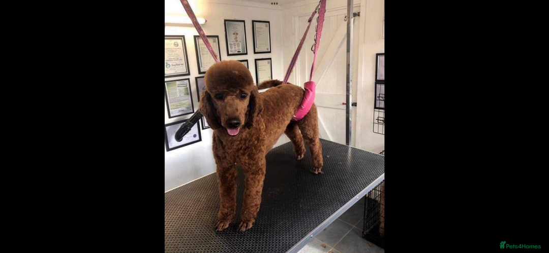 Cockapoo dogs for sale: QUALITY SMALL COCKERPOOS. - Image 18