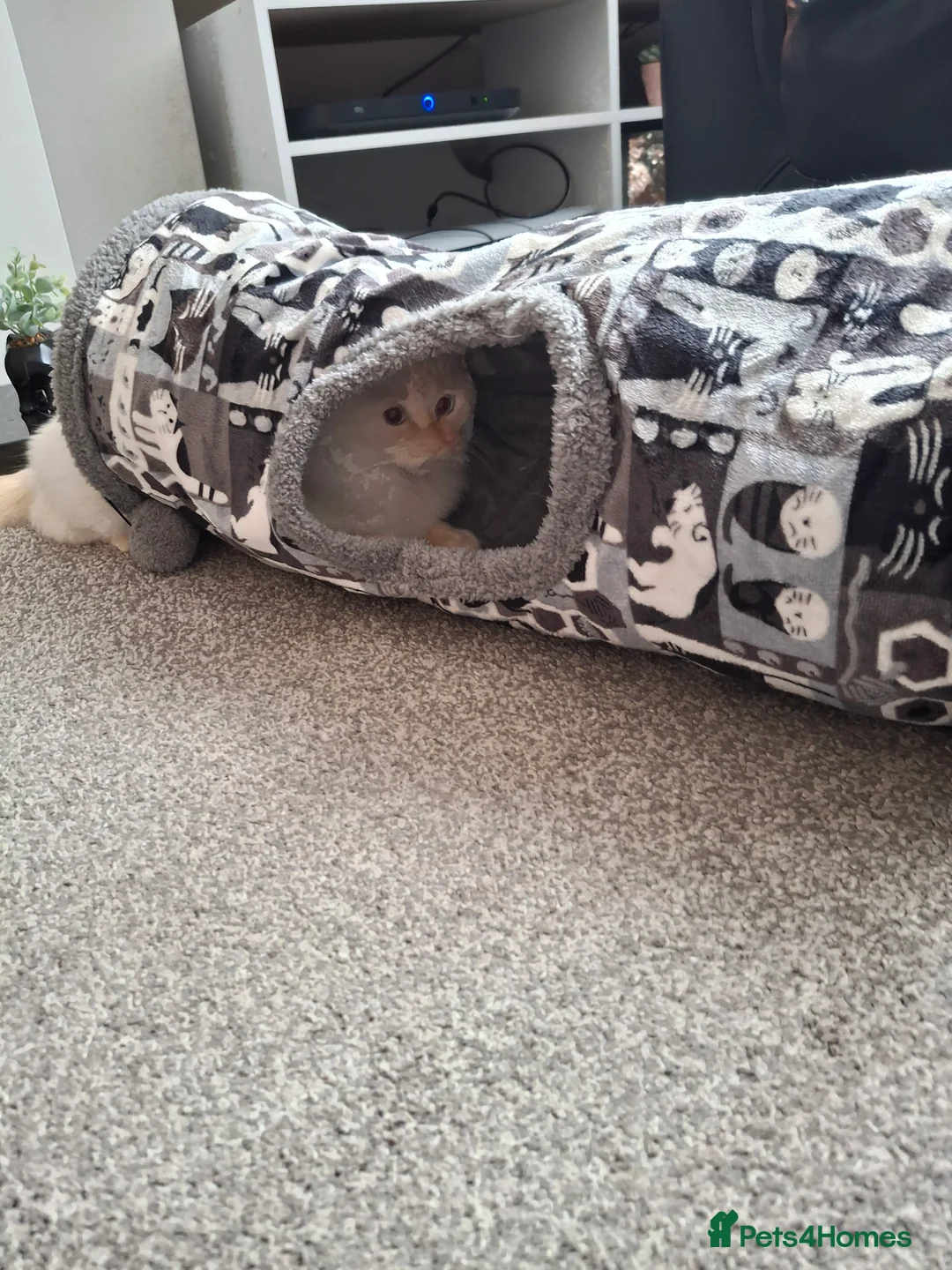 Ragdoll cats for sale: Ragoll in Doncaster - Advert 7