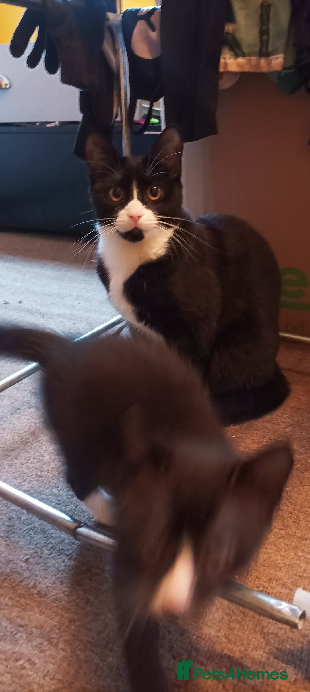 Mixed Breed cats for sale: Kittens - Image 8
