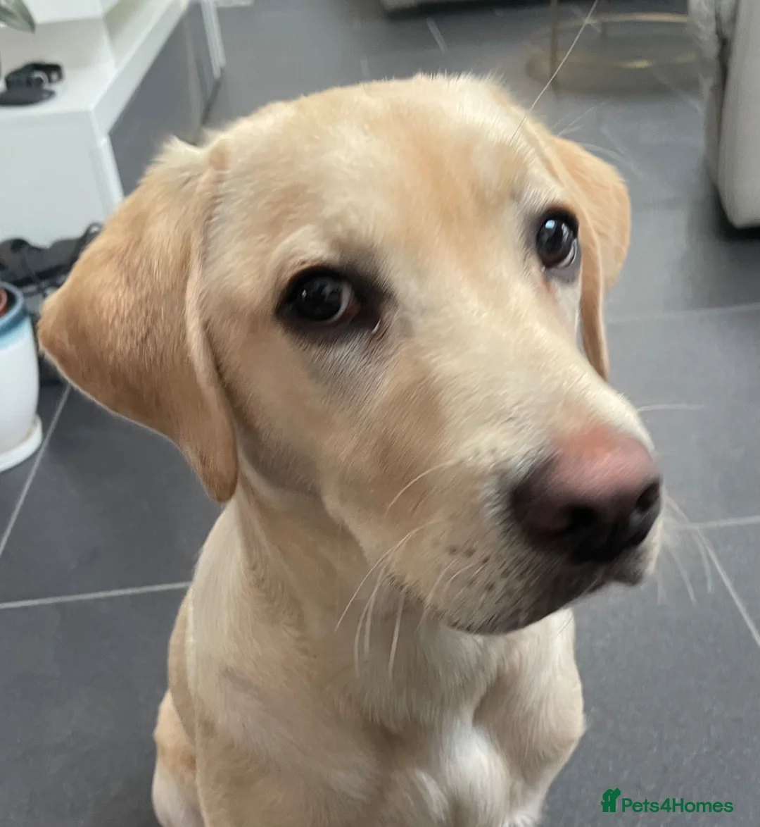 Labrador Retriever dogs for sale: Cute Labrador puppy in Broadstairs - Advert 1