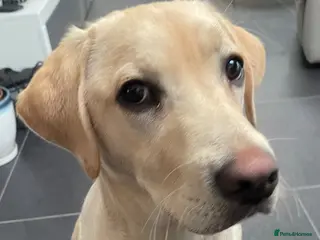 Labrador Retriever dogs Cute Labrador puppy - Advert 13