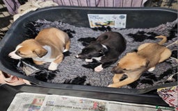 Mixed Breed dogs for sale: Lurcher puppies for sale - Image 6