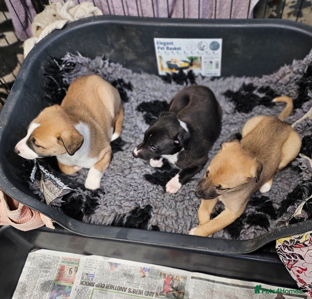 Mixed Breed dogs for sale: Lurcher puppies for sale - Image 6