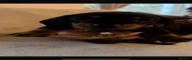 Miniature Dachshund 4