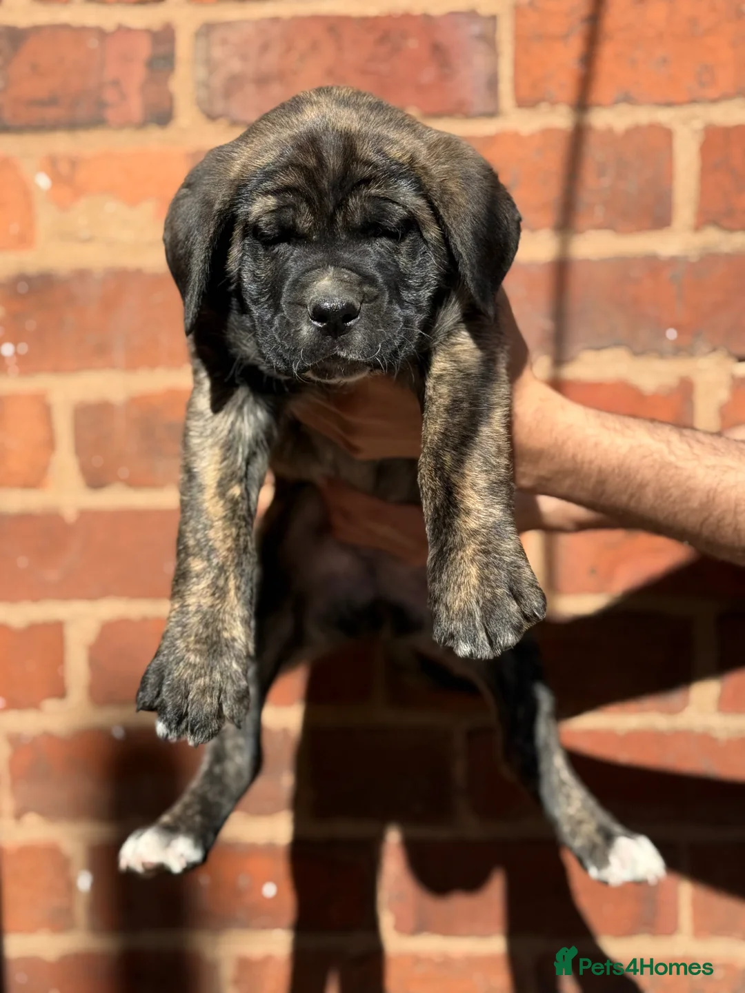 Presa Canario dogs for sale: Outstanding 🏆Champion Blood presa Canario pups!! - Advert 2