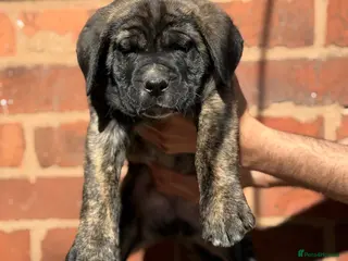 Presa Canario dogs Quality 🏆Champion Blood presa Canario pups!! - Advert 2