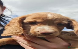 Cocker Spaniel dogs for sale: Gorgeous Cocker Pups - Image 2