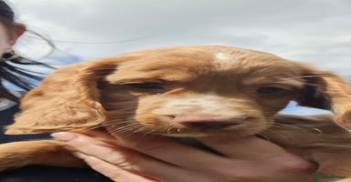 Cocker Spaniel dogs - Advert 3