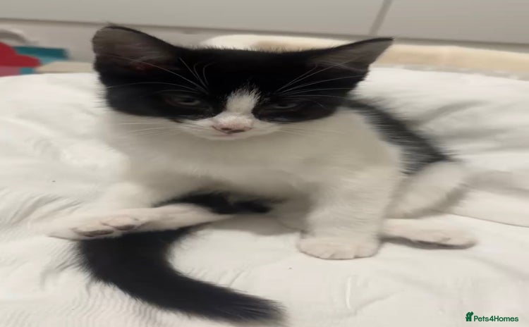 Domestic Shorthair cats - Advert 2