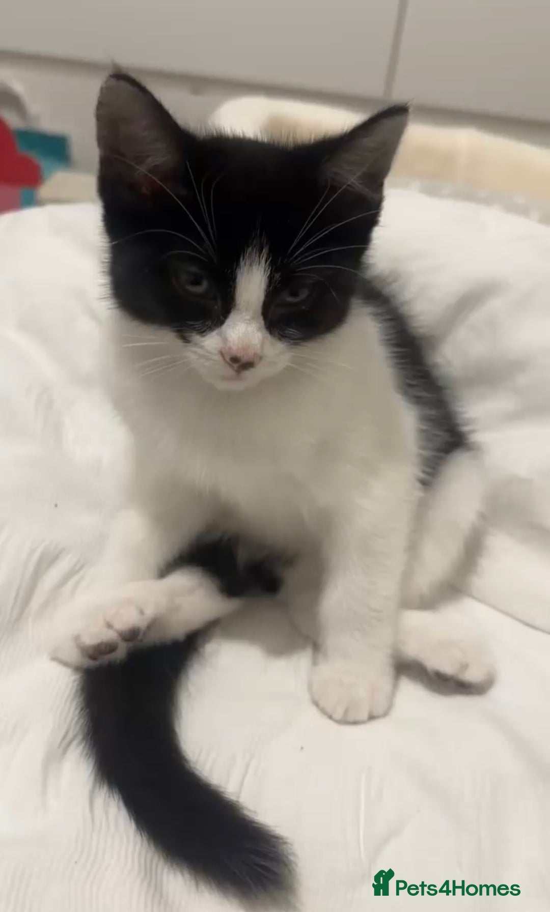 Domestic Shorthair cats for sale: 10 week old kitten | Ready to collect ASAP - Image 1