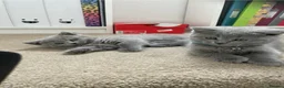 British Shorthair cats for sale: Chubby British Shorthair kitten  - Advert 5