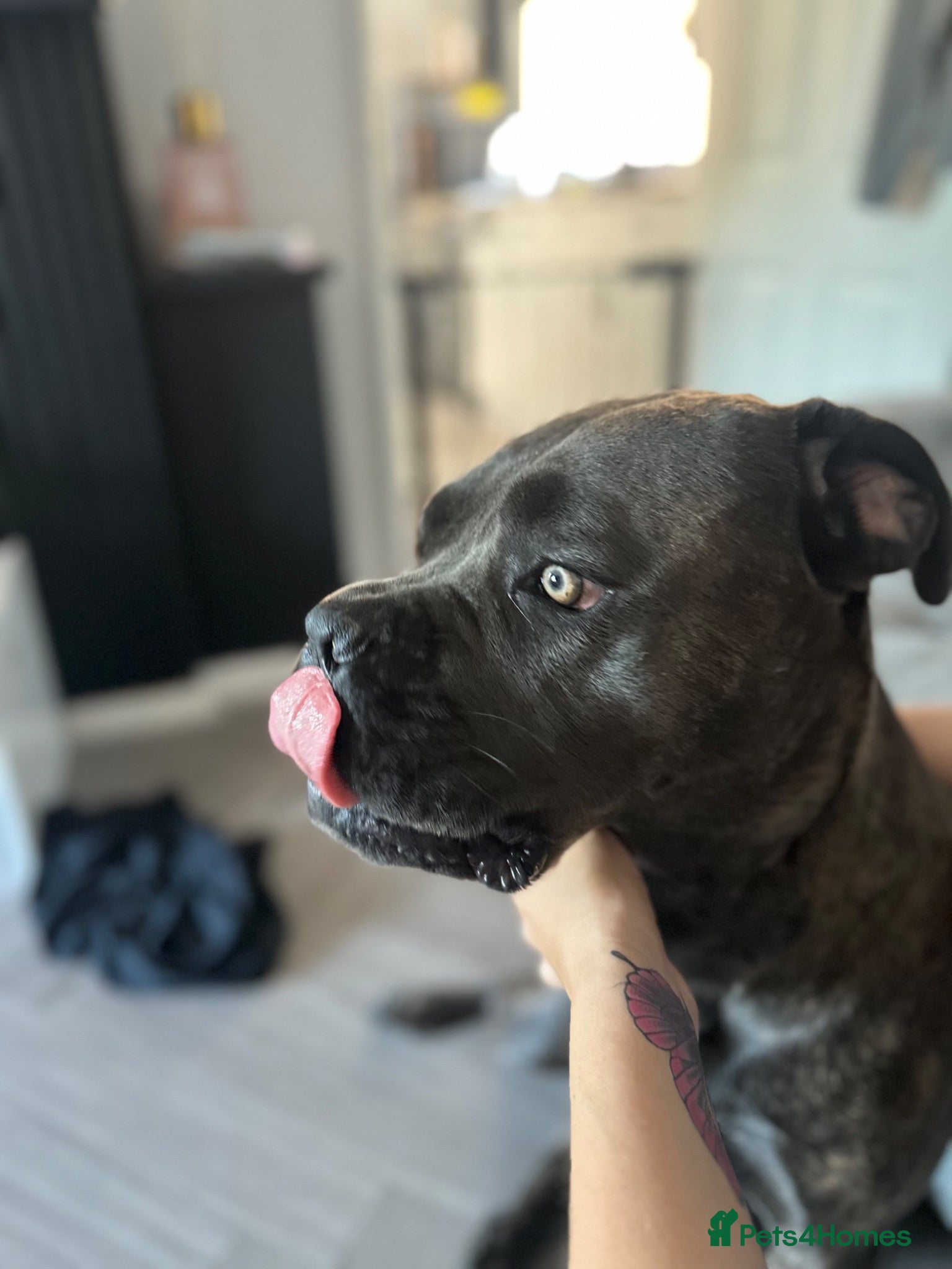 Cane Corso dogs Cane corso  - Advert 2