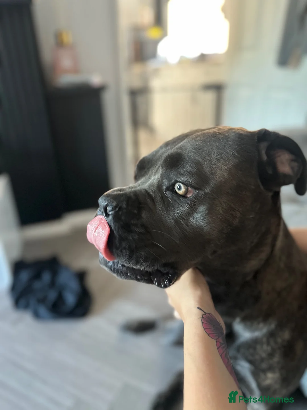 Cane Corso dogs for sale: Cane corso  - Advert 1