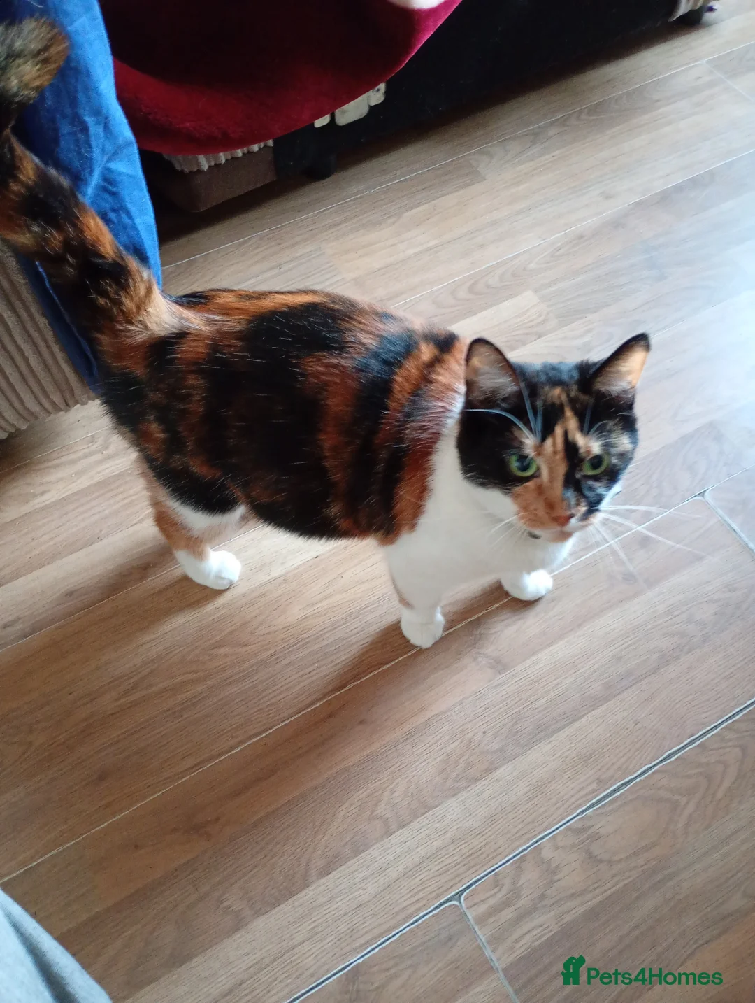 Mixed Breed cats for sale: 2 females pregnant - Advert 9