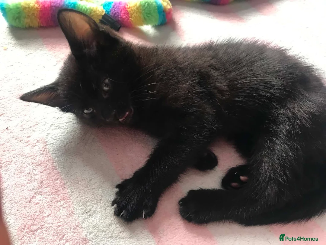 Mixed Breed cats for sale: Beautiful  boy kitten  - Advert 2