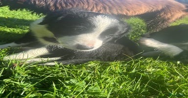 Border Collie dogs - Advert 10