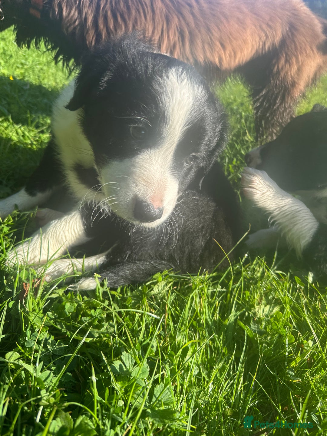 Border Collie dogs for sale: Gorgeous Male Border Collie pup - Image 3