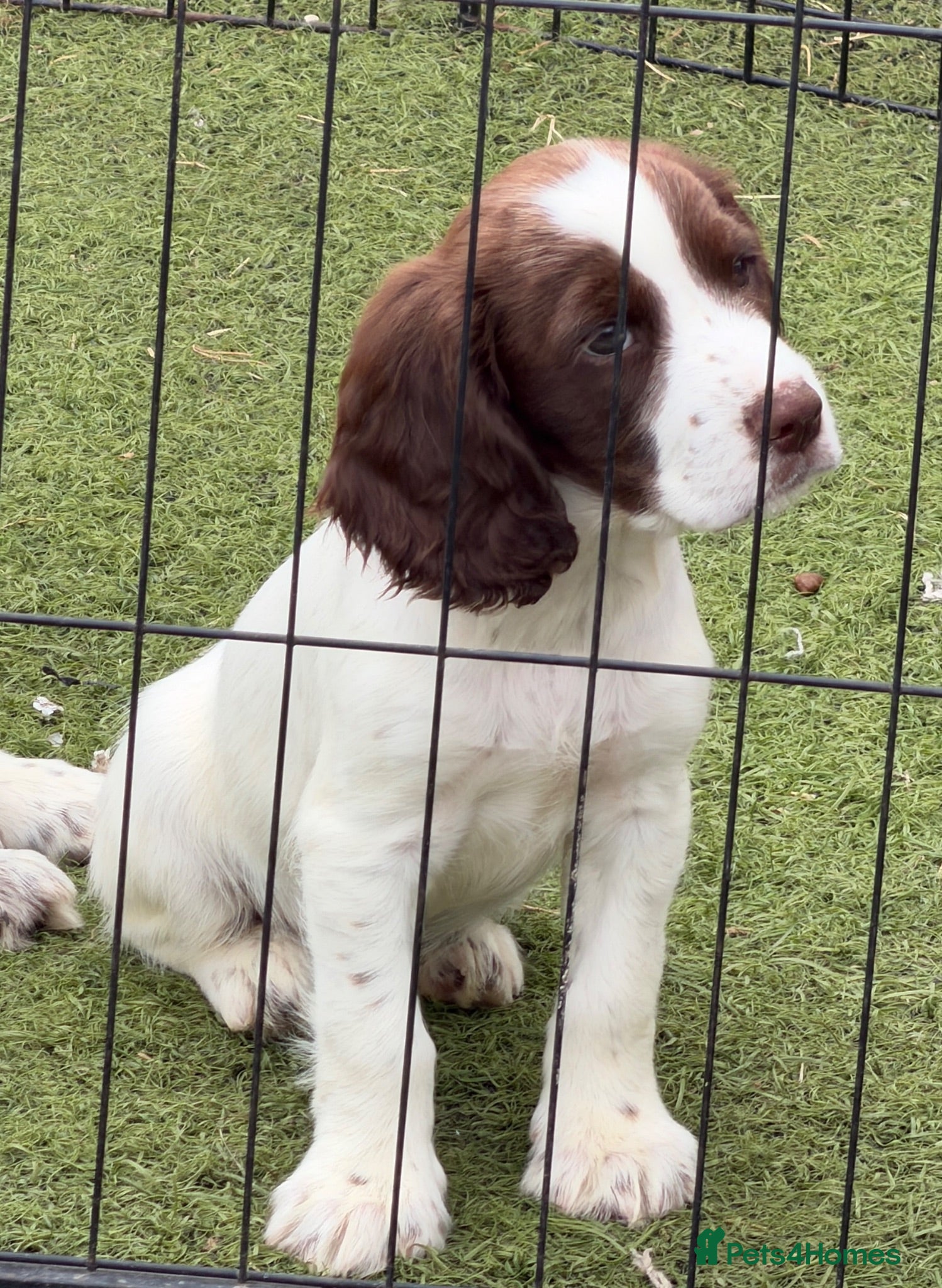 Cocker Spaniel dogs *Cocker Spaniel Pups *MERLE GIRL & LIVER BOY LEFT - Advert 3