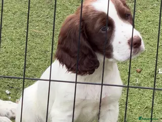 Cocker Spaniel dogs *Cocker Spaniel Pups *MERLE GIRL & LIVER BOY LEFT - Advert 3