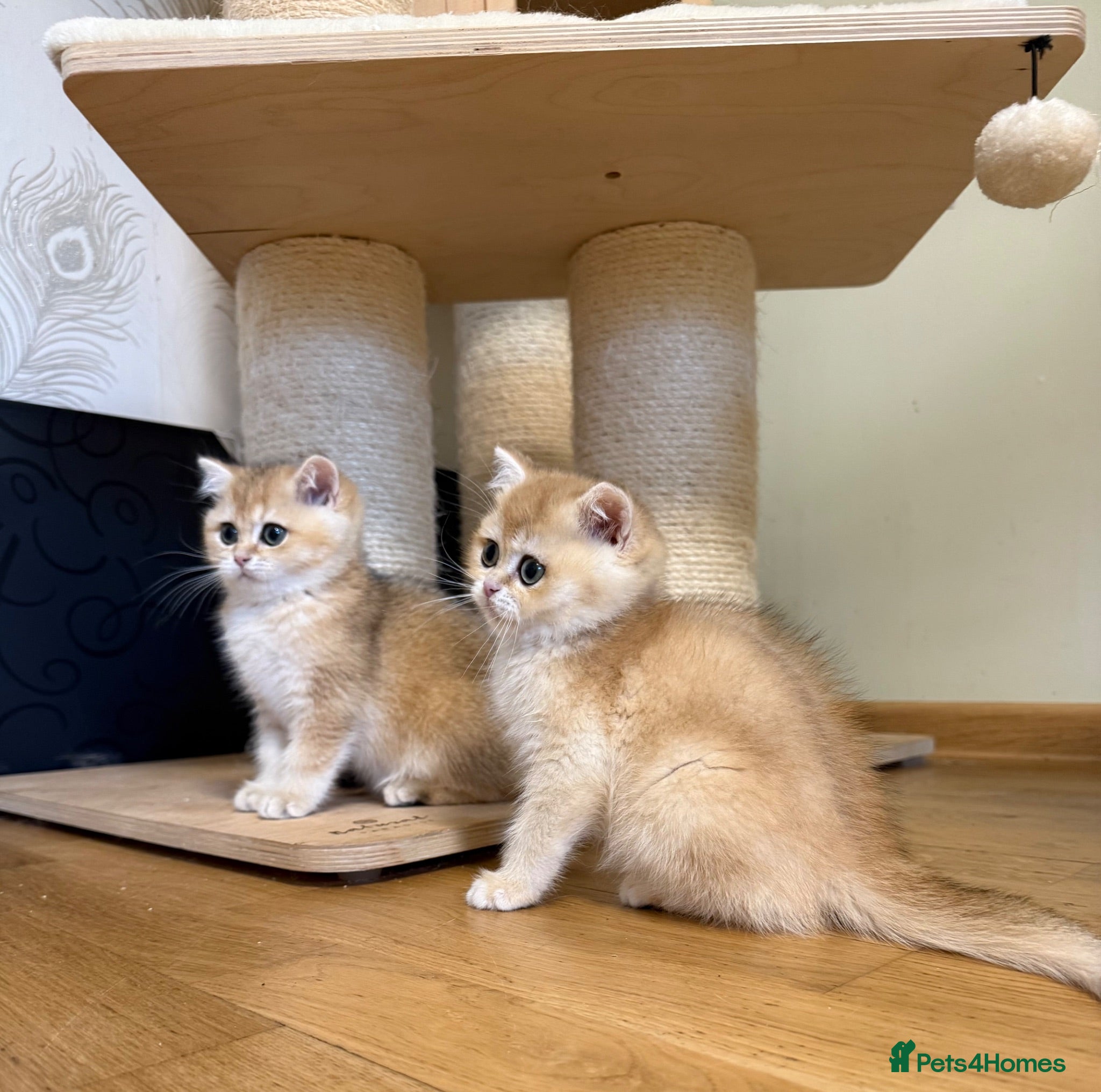 British Shorthair cats 🌟2 Adorable Golden BSH kittens left 🌟 - Advert 8