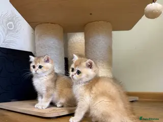 British Shorthair cats 🌟2 Adorable Golden BSH kittens left 🌟 - Advert 8