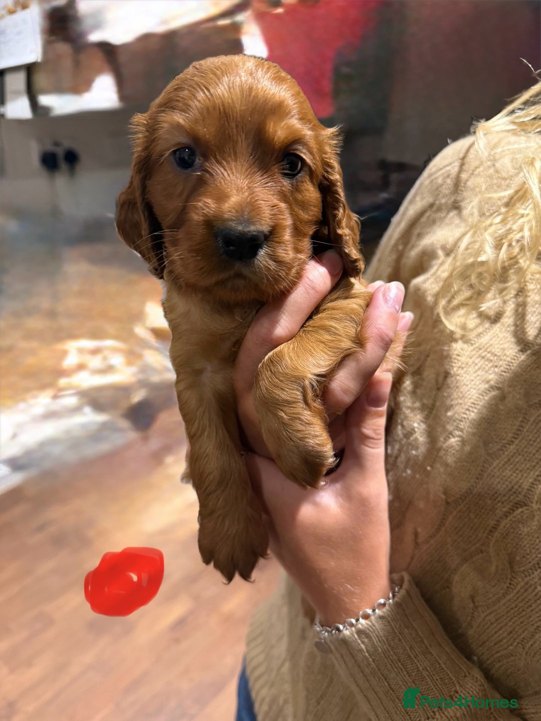 Cocker Spaniel dogs for sale: Gorgeous litter of cocker spaniel pups - Advert 7