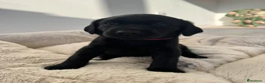 Pink Collar