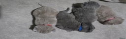 British Shorthair cats for sale: ** LAST ONE LEFT BLUE MALE British Shorthair ** - Advert 10
