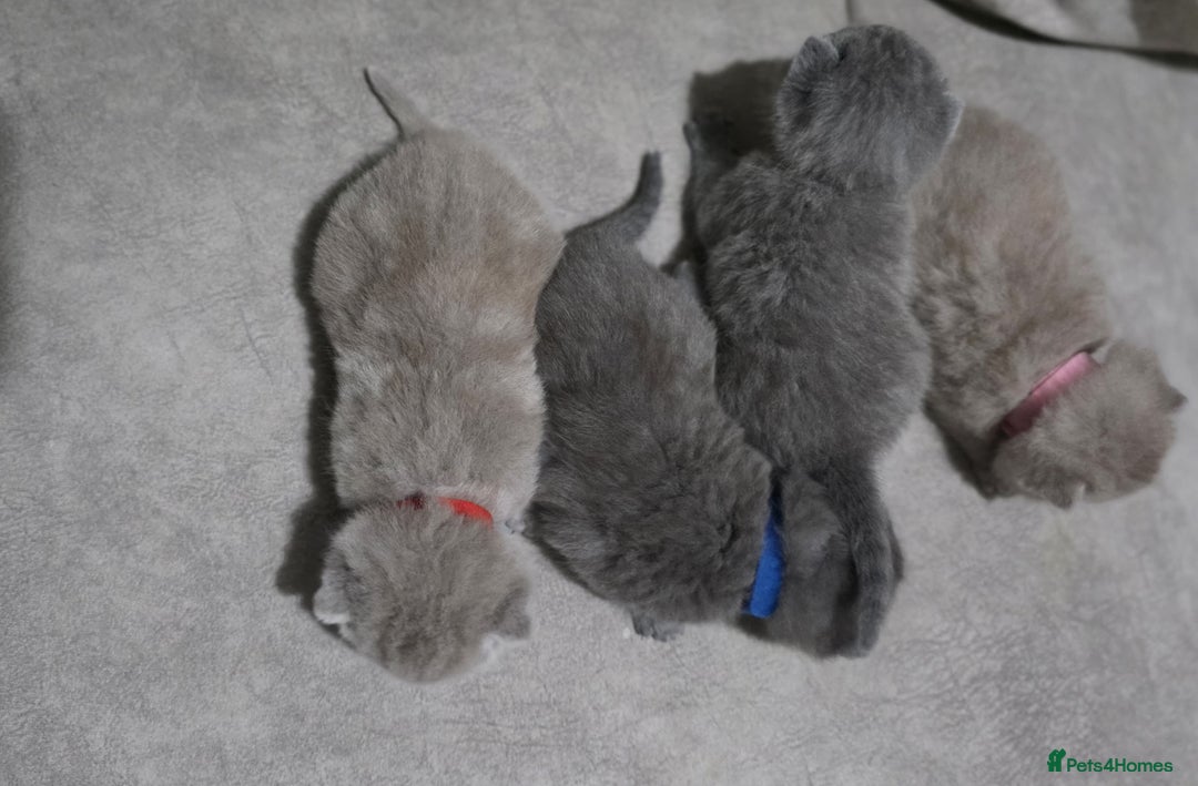 British Shorthair cats for sale: ** LAST ONE LEFT BLUE MALE British Shorthair ** - Advert 10