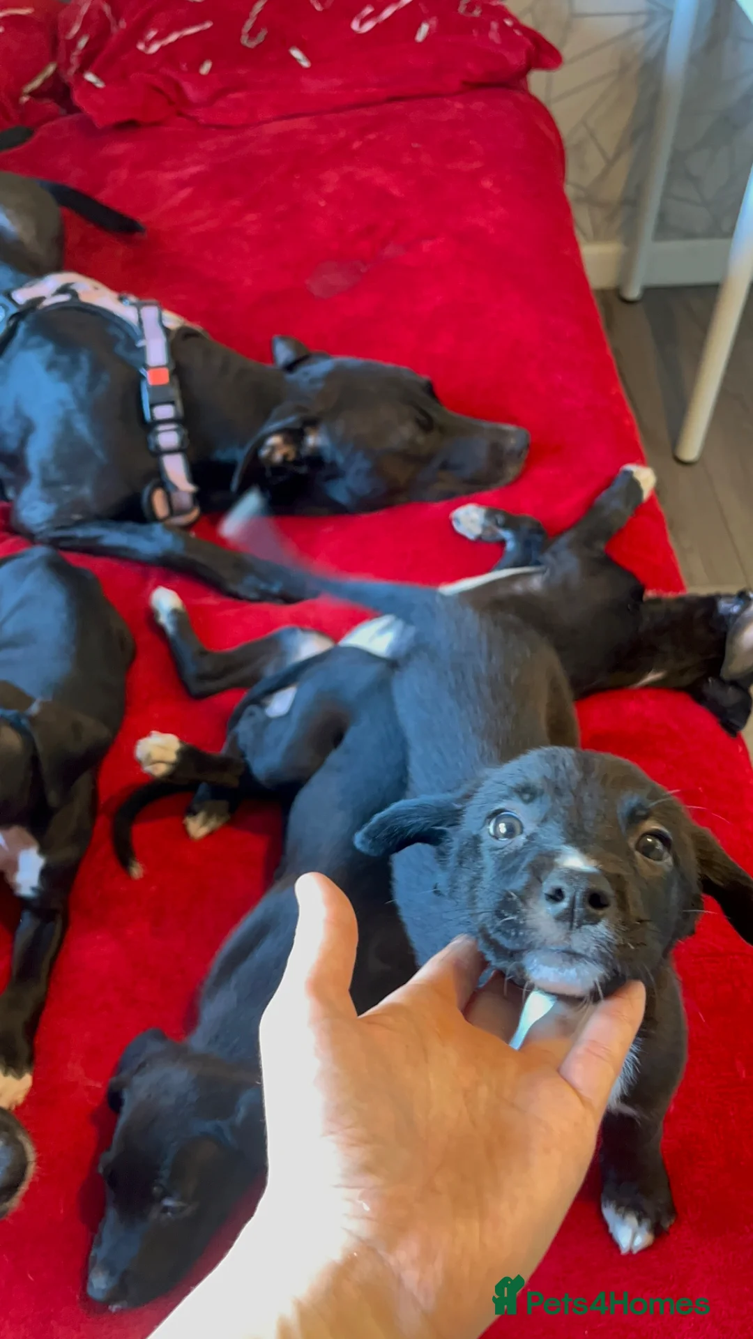 Mixed Breed dogs for sale: MIXED BREED PUPS- 2 GIRLS LEFT - Advert 1