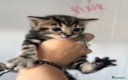 Maine Coon cats for sale: 1/4 mainecoon - Image 6