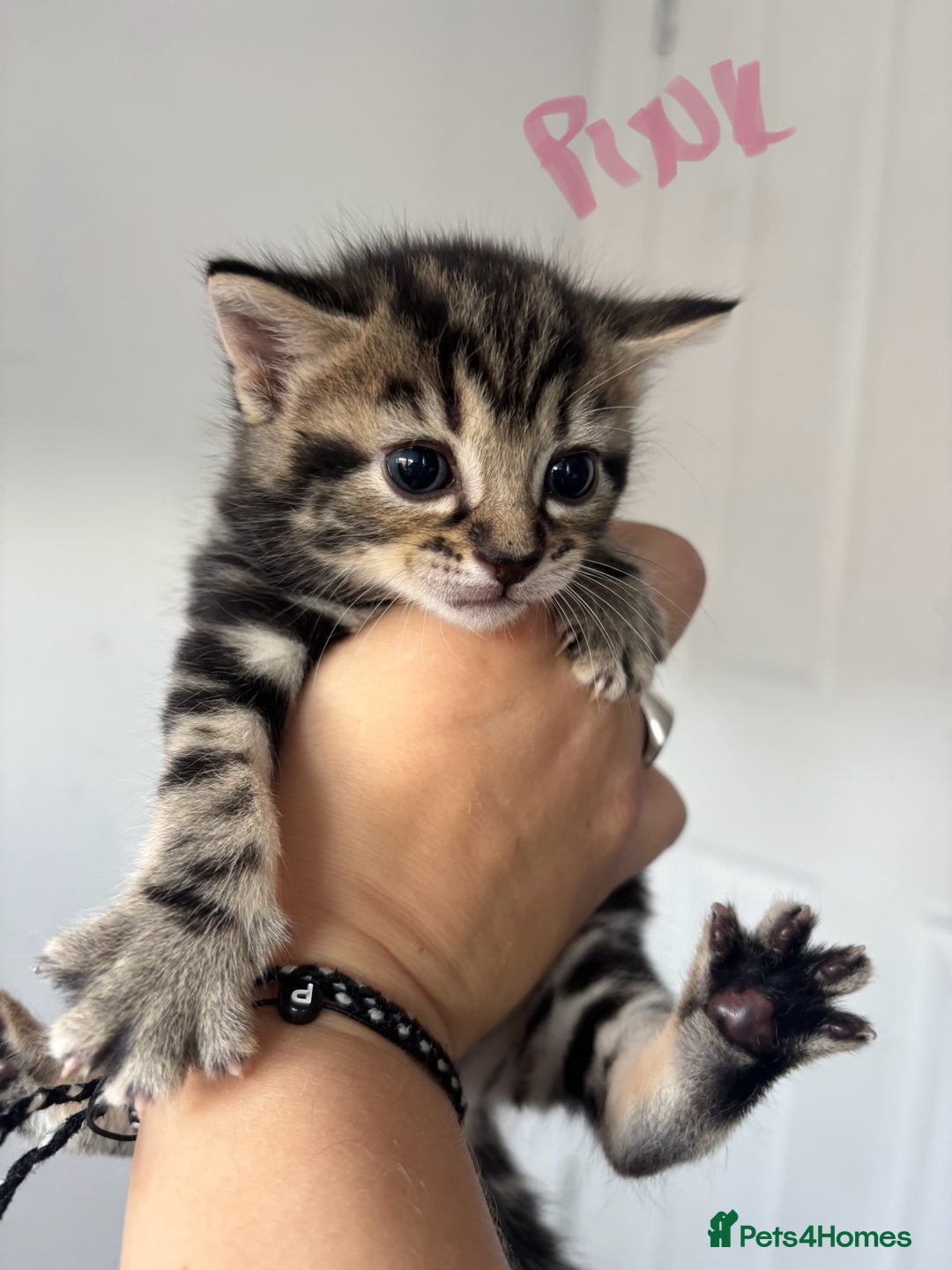 Maine Coon cats for sale: 1/4 mainecoon - Image 6