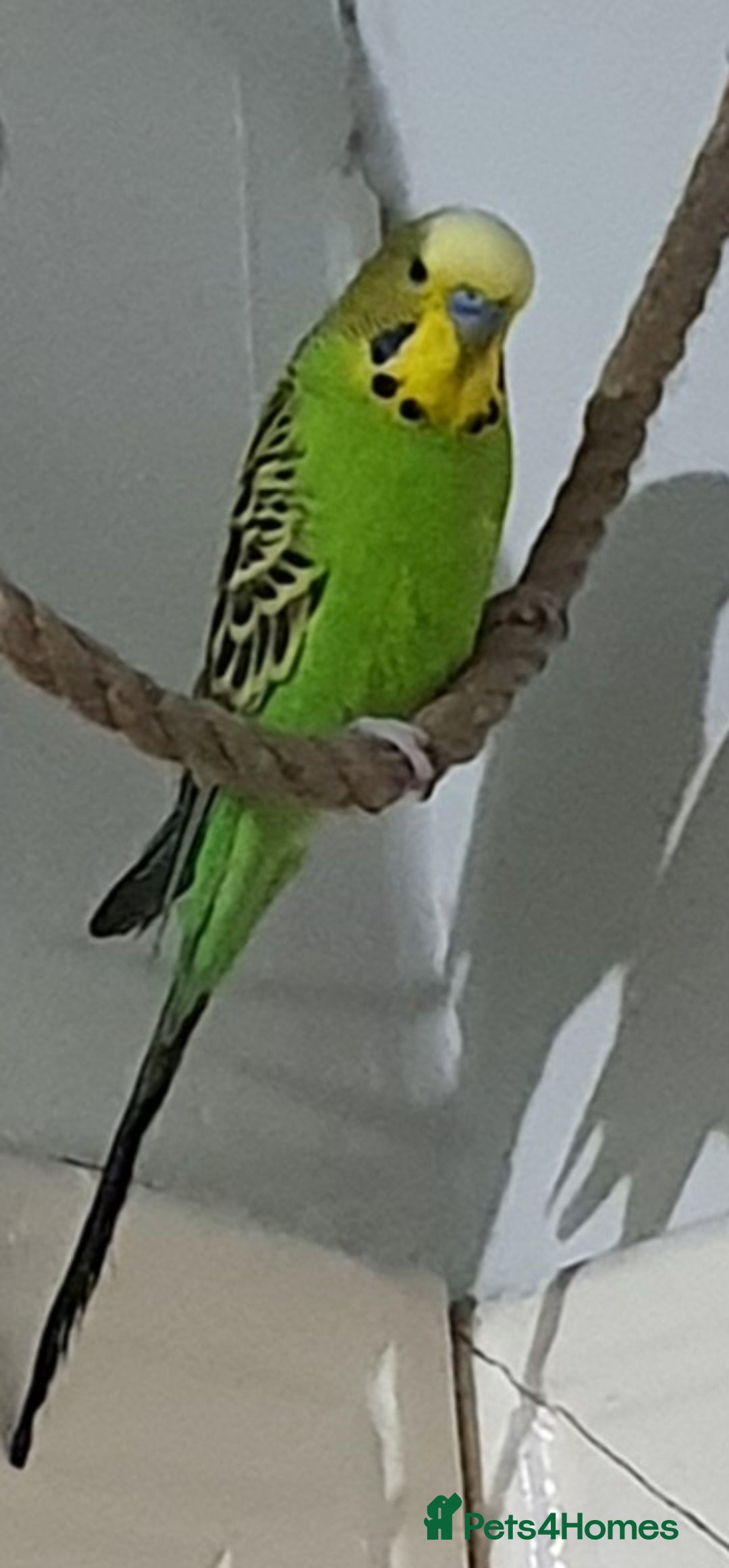 Budgerigars birds for sale: Budgie "Sprite"  - Advert 2