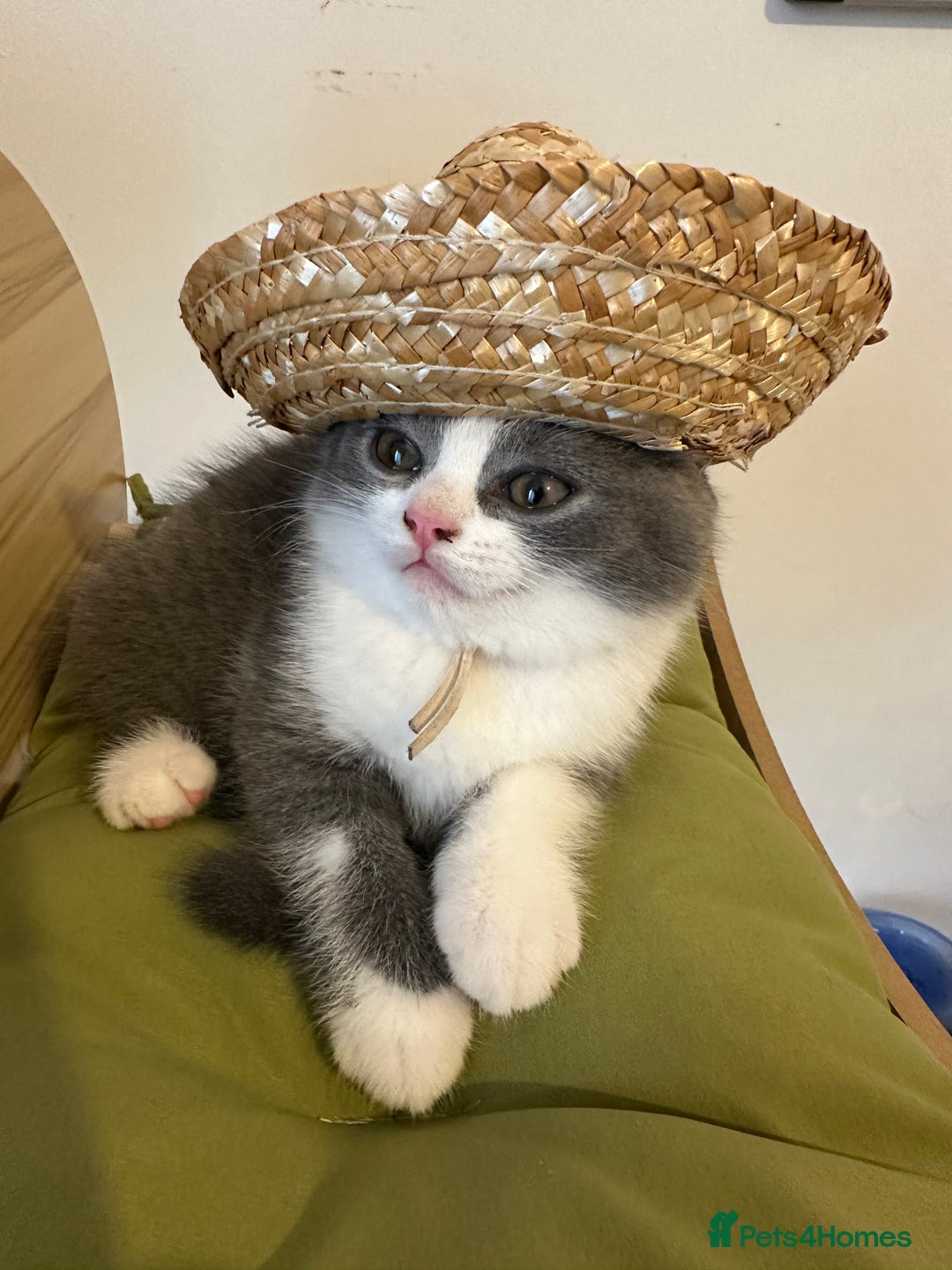 British Shorthair cats for sale: 4 Bicolour British Shorthair boys looking new home - Image 8