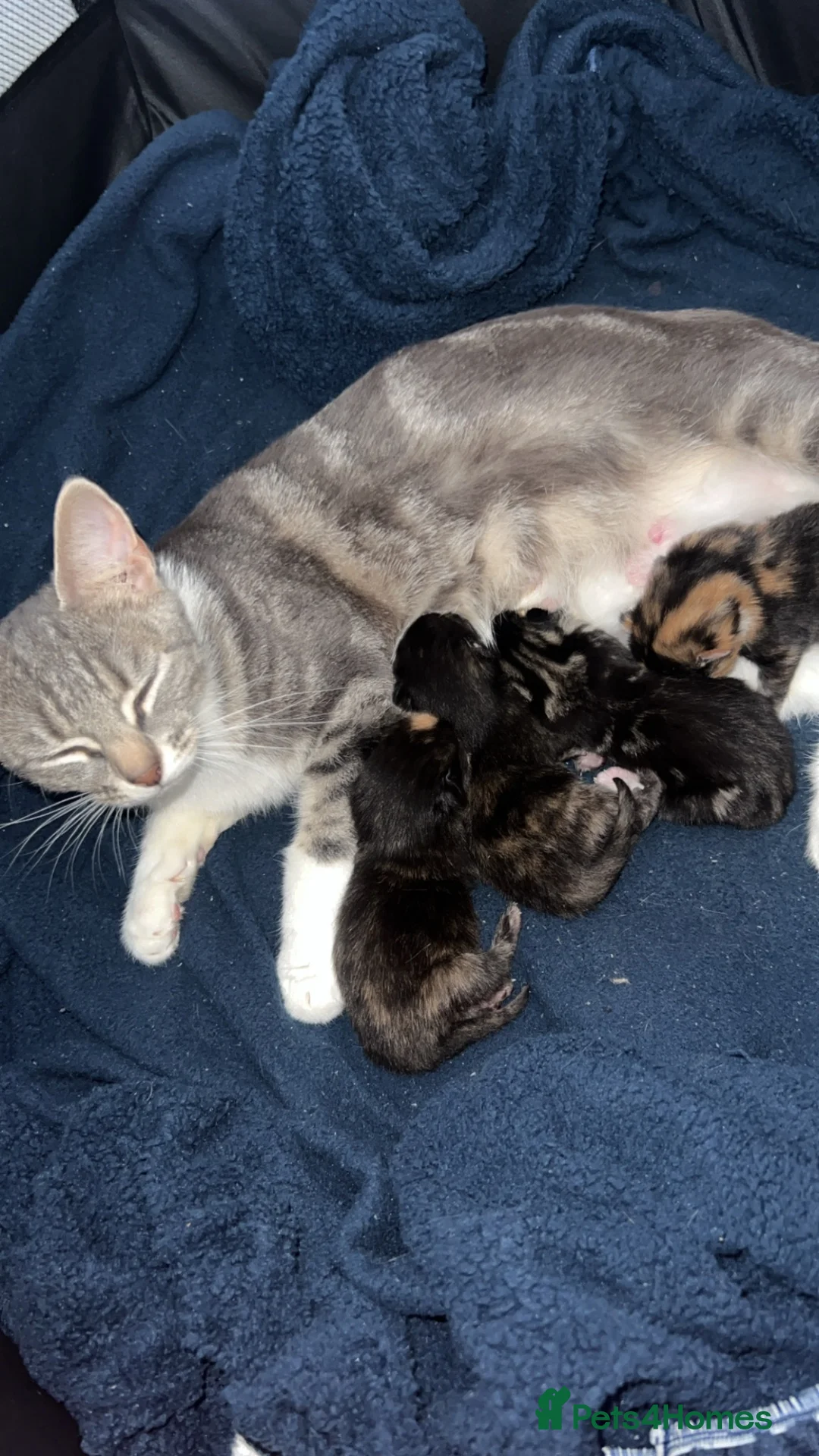 Mixed Breed cats for sale: 3 adorable calico female kittens  - Advert 4