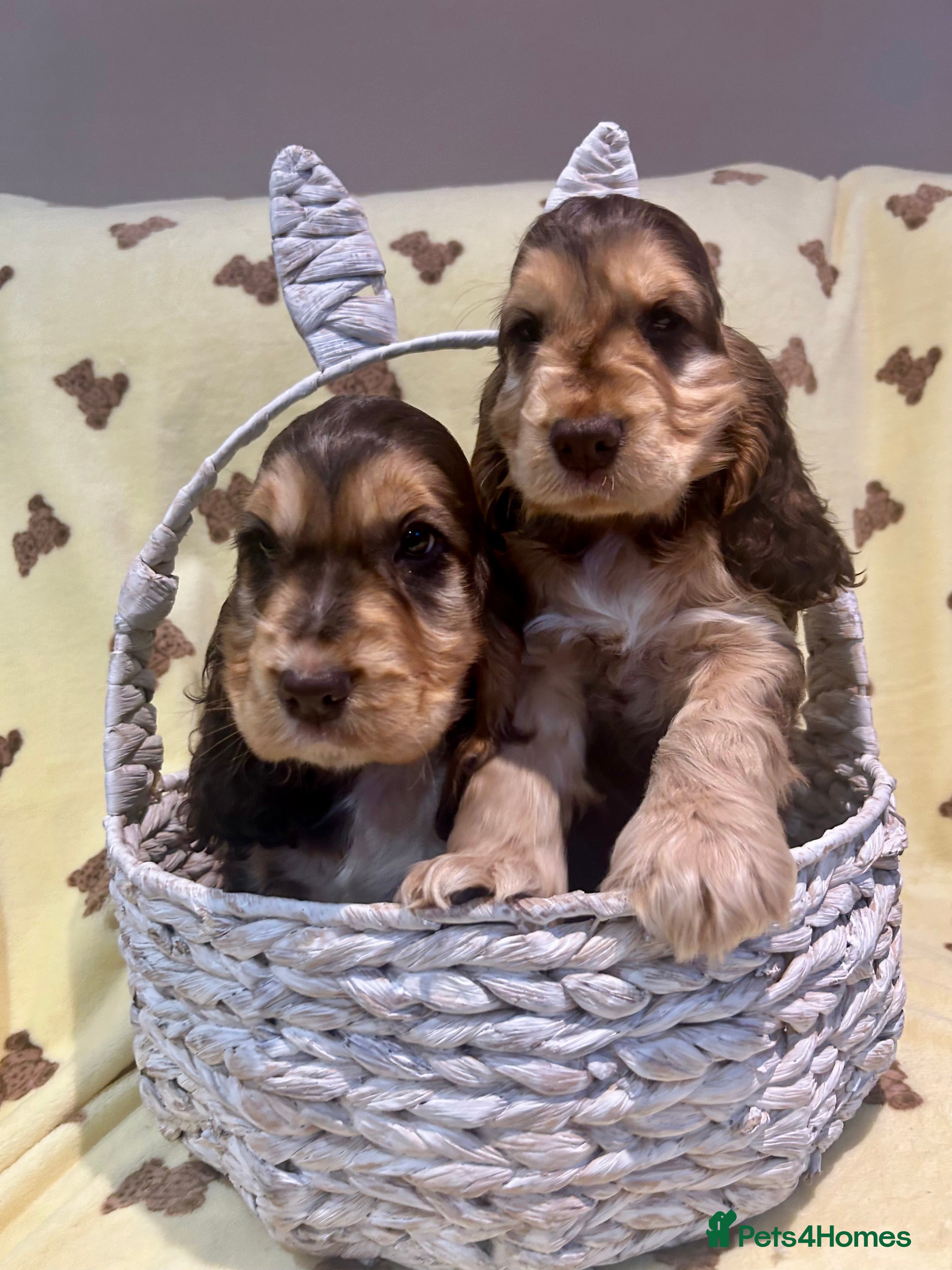 Cocker Spaniel dogs Kc reg show cocker choc sable boy’s dna clear  - Advert 9