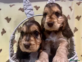 Cocker Spaniel dogs Kc reg show cocker choc sable boy’s dna clear - Advert 9