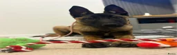 Belgian Shepherd Dog dogs for sale: 1 year old female Belgian malinos  - Advert 25