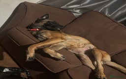 Belgian Shepherd Dog dogs for sale: Belgian malinois  - Image 1