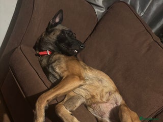 Belgian Shepherd Dog dogs - Advert 11