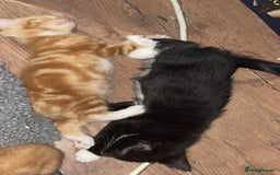 Mixed Breed cats for sale: Cute Adorable Kittens for Sale - Image 21