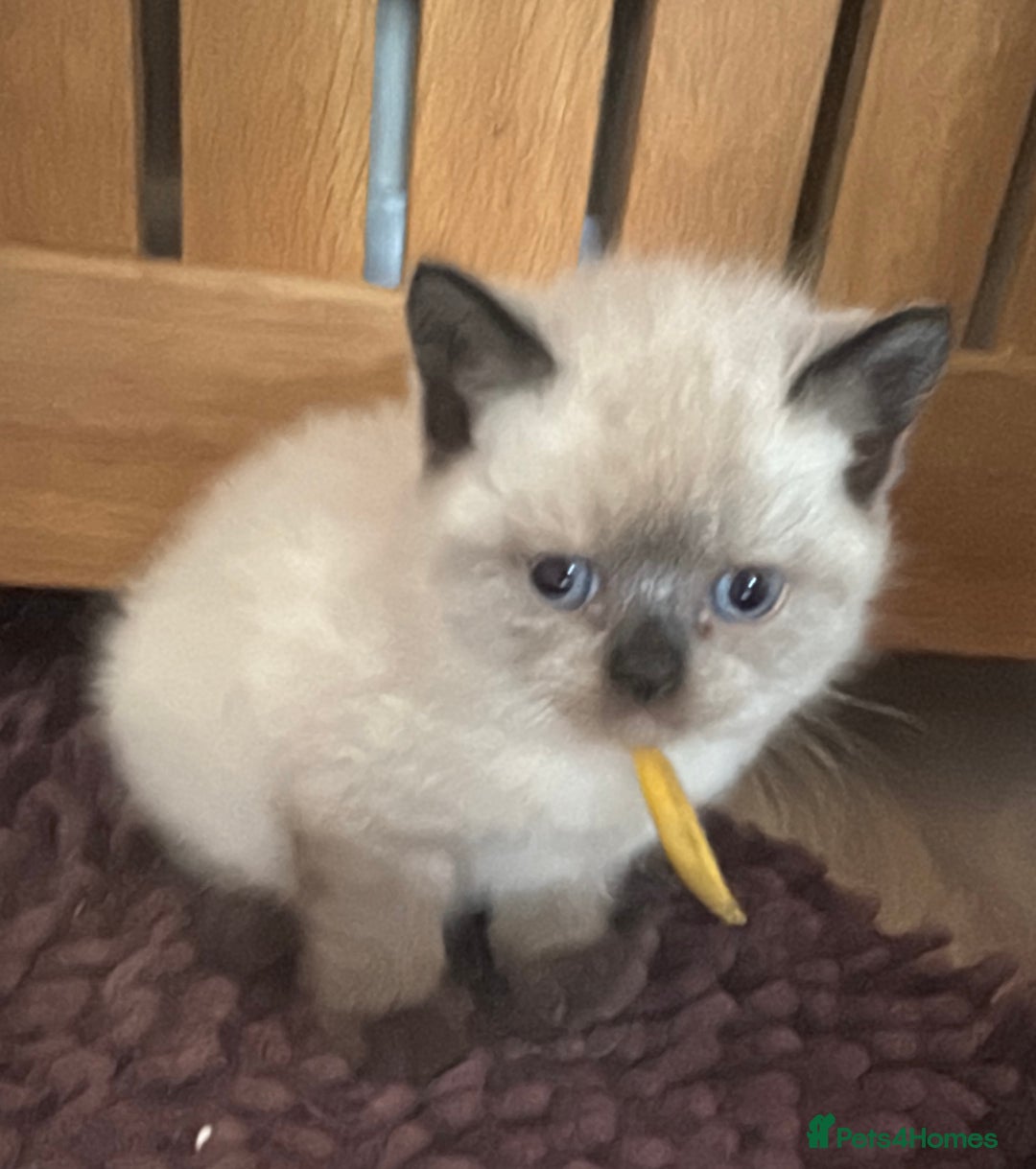 British Shorthair cats for sale:  British shorthair colourpoint pedigree kittens  - Image 28