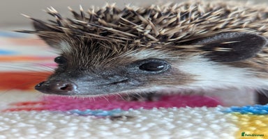 Pygmy Hedgehog rodents Gorgeous Hoglets 2 Males/Ready Now!!! - Advert 12