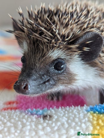 Pygmy Hedgehog rodents Gorgeous Hoglets 2 Males/Ready Now!!! - Advert 1