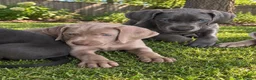 Weimaraner dogs for sale: 🐾 Beautiful Weimaraner Puppies  🐾 in Burnley - Advert 1