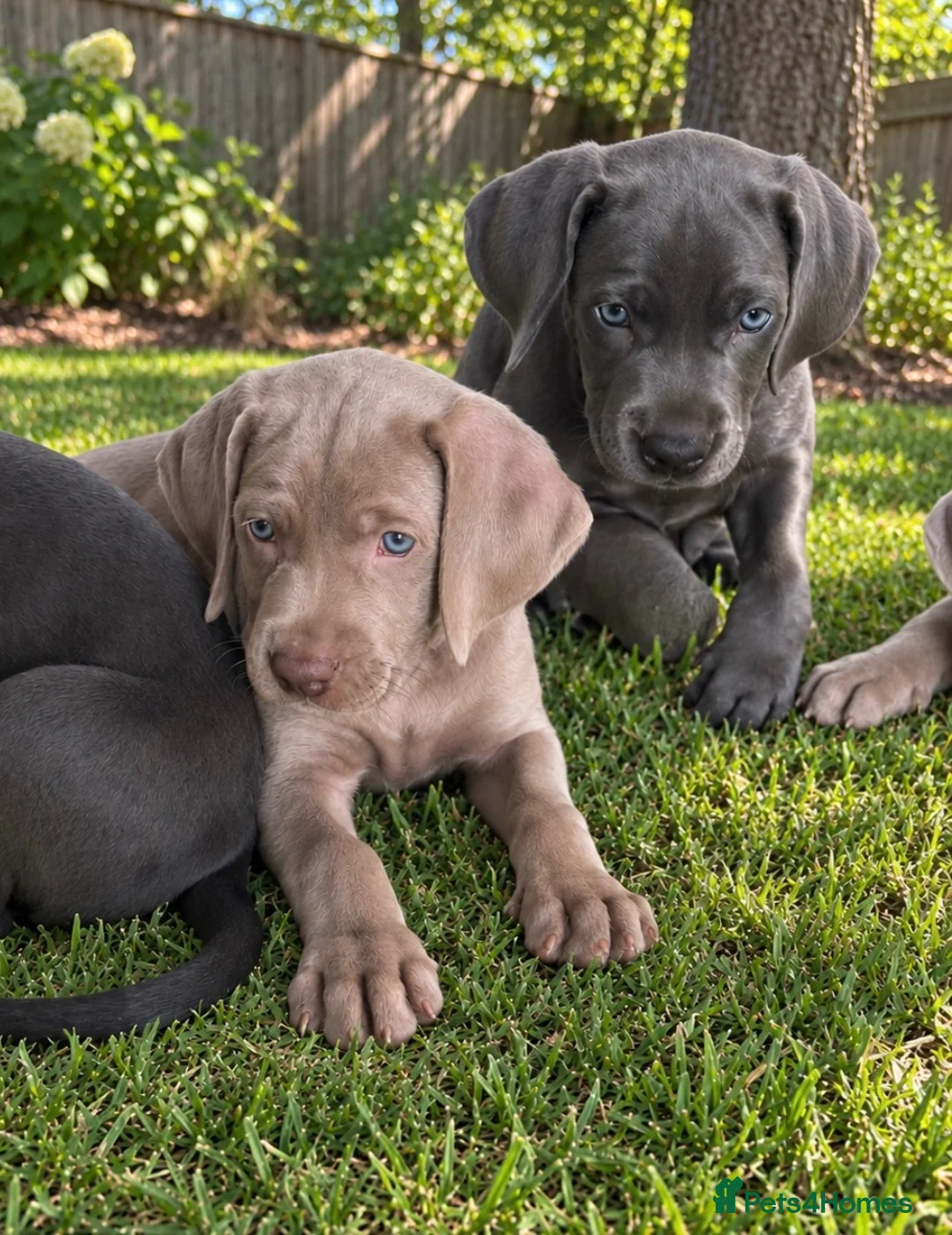 Weimaraner dogs for sale: 🐾 Beautiful Weimaraner Puppies  🐾 in Burnley - Advert 1
