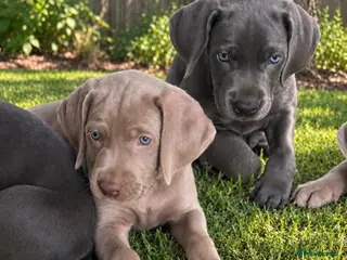 Weimaraner dogs 🐾 Beautiful Weimaraner Puppies 🐾 - Advert 1